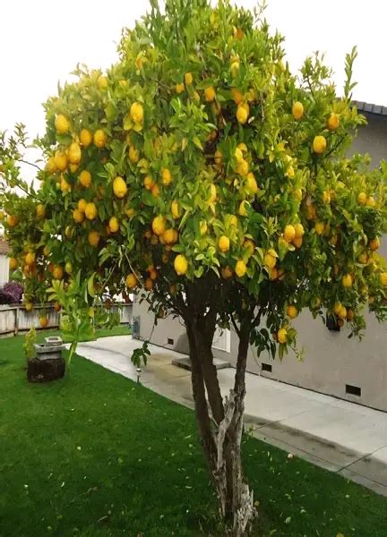 Meyer Lemon Tree - Forestry.com