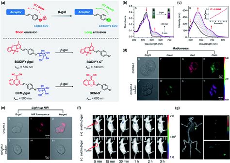 Enzyme Activatable Fluorescent Probes For β Galactosidase From Design