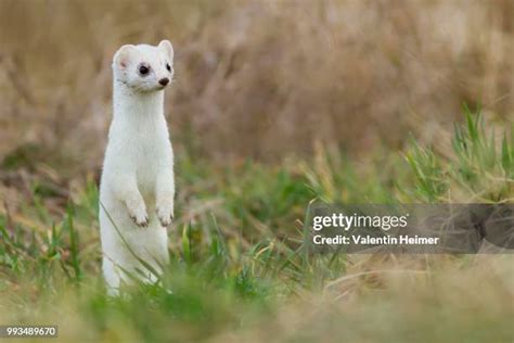 ermine   premium high res pictures getty images