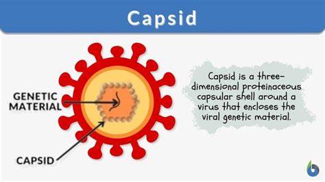 Capsid Definition And Examples Biology Online Dictionary