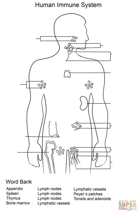 Lymphatic System Worksheet Honors Anatomy Answers Anatomy Worksheets