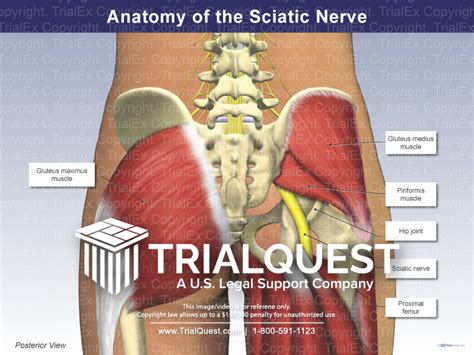 Anatomy Of The Sciatic Nerve Trialquest Inc