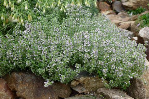 Thymus Citriodorus Lemon Thyme North Carolina Extension Gardener