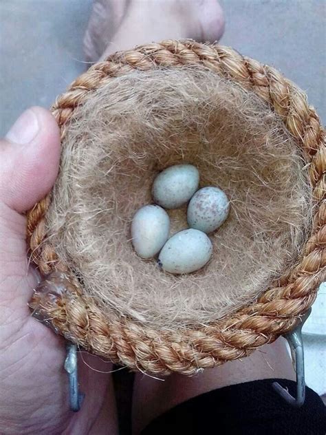 Canary Eggs Canary Birds Canary Finch