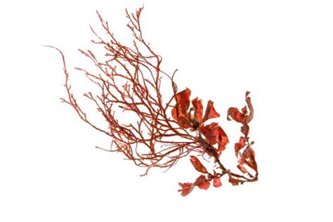 1700 Red Algae Stock Photos Pictures And Royalty Free Images Istock