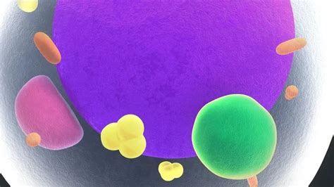 fat cells anatomy stock photo  sciencepics