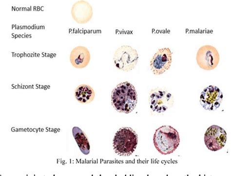 Detection of malaria parasite species and life cycle stages using ...