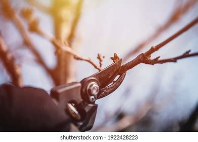 Final Garden Work Autumn Farmer Hand Stock Photo Shutterstock