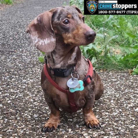 Bronx Community Searches For Stolen Dachshund Named Milkshake