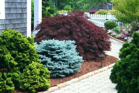 Specimen Trees Foundation Plantings Evergreen Plants For Sun Front Yard Plants Plants