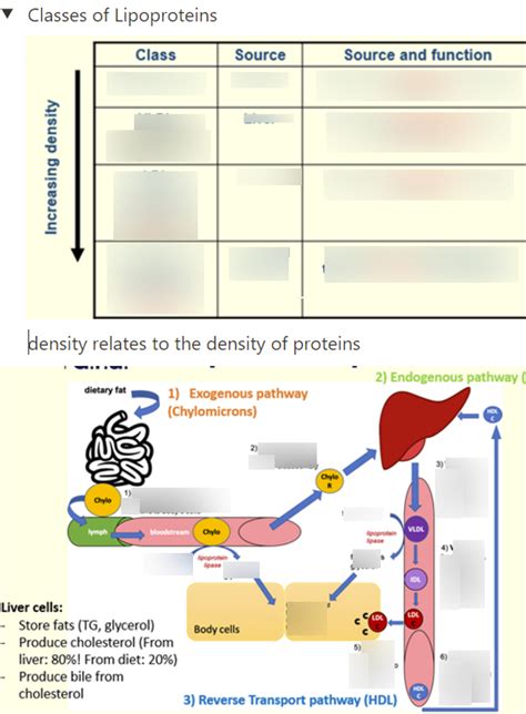 Lipid Metabolism Diagram Quizlet