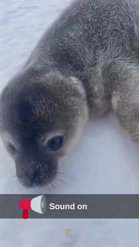 TIL what a baby seal sounds like : r/cute