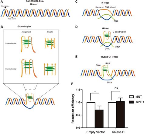 Frontiers The Effect Of Atypical Nucleic Acids Structures In Dna