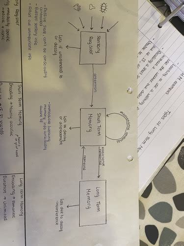 Multi Store Model Of Memory Flashcards Quizlet