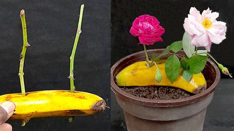 Grow Fast Rose Plant From Cuttings With Banana Rose Plant Care Youtube