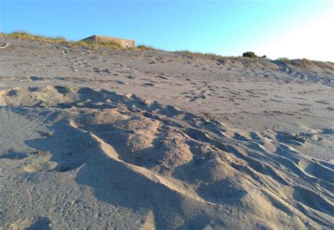 Nate In Calabria Le Prime Tartarughe Marine Caretta Caretta Della