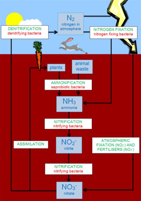 Draw A Schematic Representation Of Nitrogen Cycle Class 8 Wiring View And Schematics Diagram