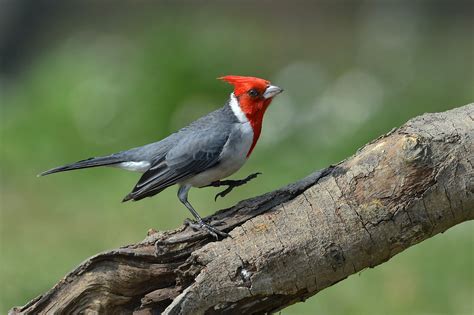 Red Cardinal Wallpaper - WallpaperSafari