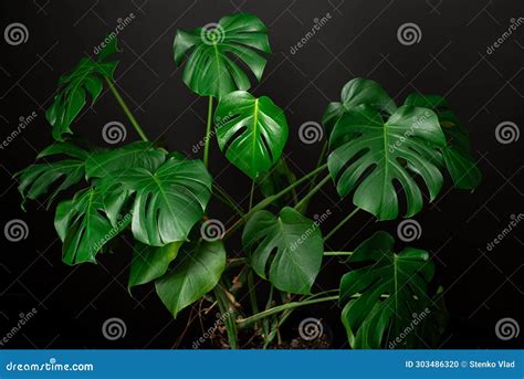 Monstera Deliciosa Leaf Close Up on Black Wall Stock Photo - Image of nature, tropical: 303486320