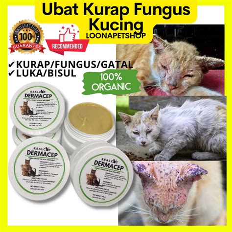 Ubat Kurap Kucing Paling Berkesan Fungus Ringworm Luka Sporo Bisul