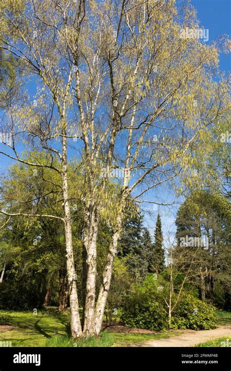 Creamy Bark Birch Betula Costata Birch Tree Stock Photo Alamy