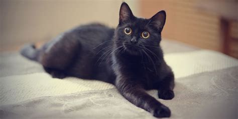 10 Stunning Black Cat Breeds That Deserve A Place In Your Heart - All About Cats