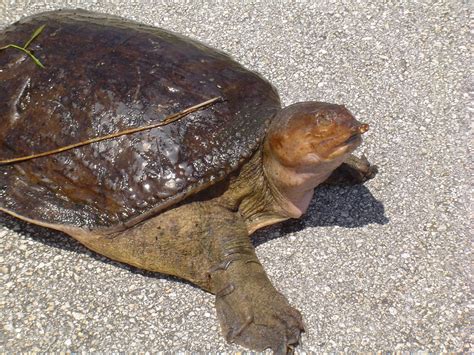 Softshell Turtle — Friends of Woodland Park