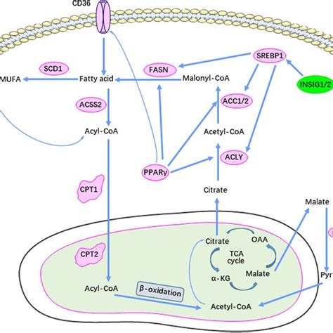 Ubiquitination-mediated control of lipid metabolism enzymes in... | Download Scientific Diagram