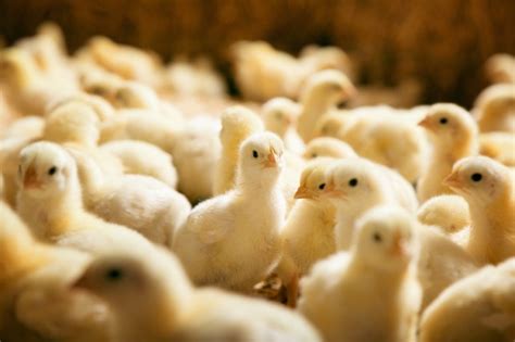 Germany Becomes First Country To Ban Chick Shredding From Egg Farms