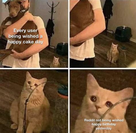 Happy Belated Birthday Cat Meme