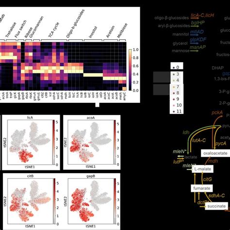 Pdf Microbial Single Cell Rna Sequencing By Split Pool Barcoding