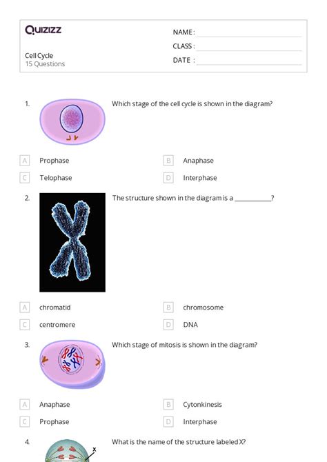 50 Chromosome Structure And Numbers Worksheets For 9th Year On Quizizz