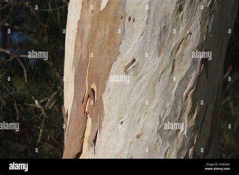 Bark forest red gum tree hi-res stock photography and images - Alamy