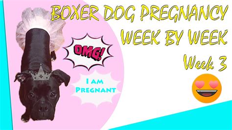 Boxer Dog Pregnancy Calendar Dolly Meredith