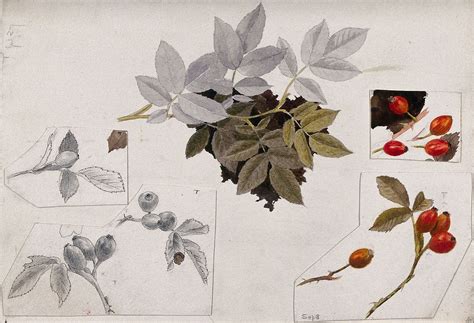 Rose Hips And Leaves Watercolour Free Photo Illustration Rawpixel