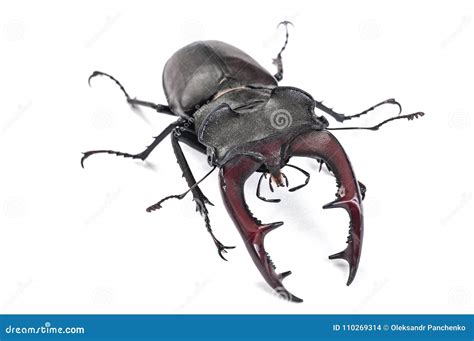 Stag Beetle Insect