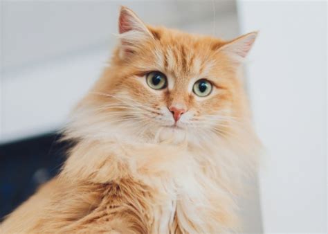 Cat Acne: Causes, Symptoms, & Treatment - All About Cats