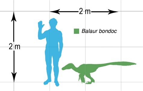 Image - Balaur bondoc scalechart.png | Dinopedia | FANDOM powered by Wikia