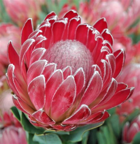 Protea Andrea A Passion For Flowers Protea Art Flor Protea Protea