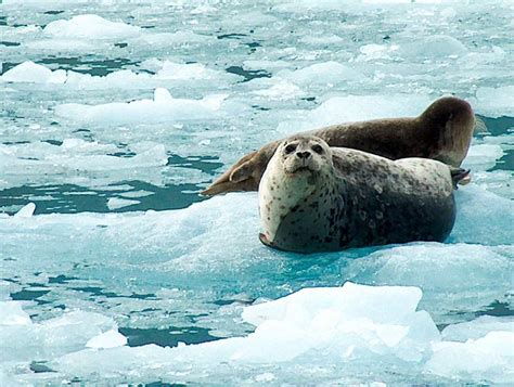 Harbor Seal | ALASKA.ORG