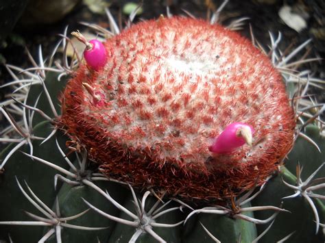 Melocactus Bahiensis PASSIONI SUCCULENTE