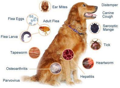 Parasites/Viruses/Bacterial Infections