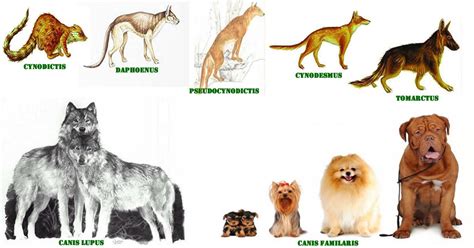 Evolucion Animal