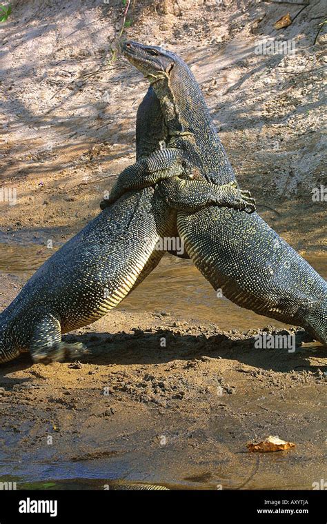 Common Asiatic Monitor Water Monitor Common Water Monitor Malayan