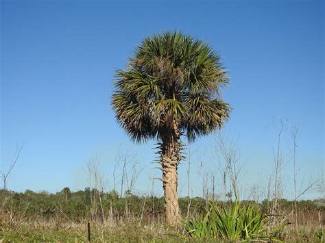 What Types Palm Trees Are Native To The United States