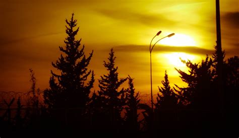 Wallpaper Sunlight Trees Sunset Nature Reflection Sky Silhouette Branch Sunrise