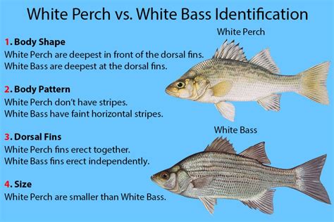 White Perch vs. White Bass: A Simple Guide