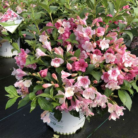 Czechmark Trilogy® Weigela Order Online