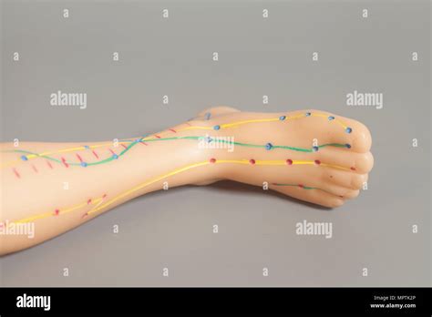 Medical Acupuncture Model Of Human Leg On Black Background Stock Photo