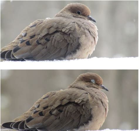 Dr Christine Sarteschi LCSW On Twitter My Favorite Dove Pictures